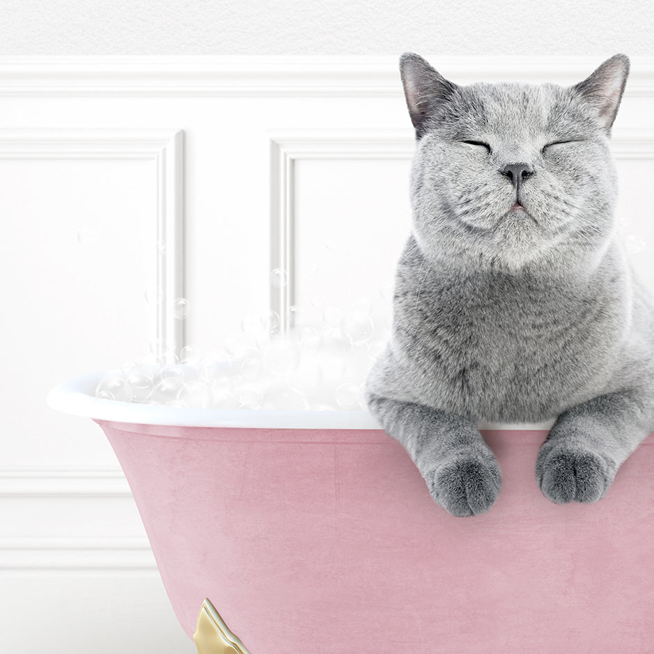 a gray cat sitting in a pink bath tub