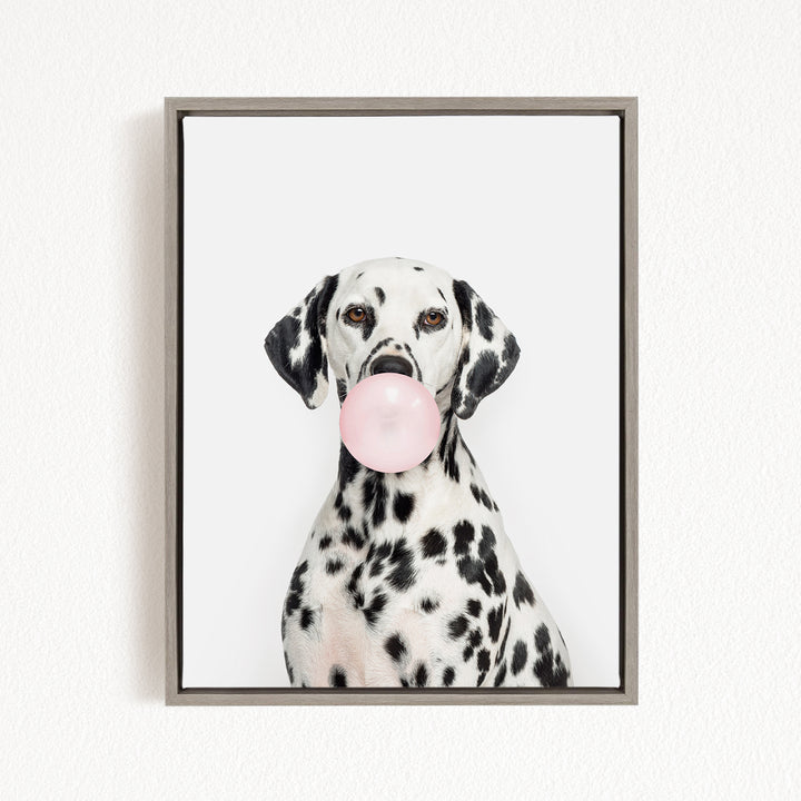 A Dalmatian dog is sitting on a white wall, holding a pink bubble gum bubble in its mouth.