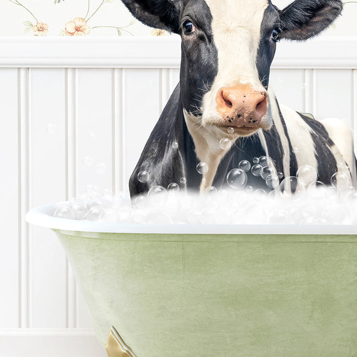 a black and white cow sitting in a bath tub