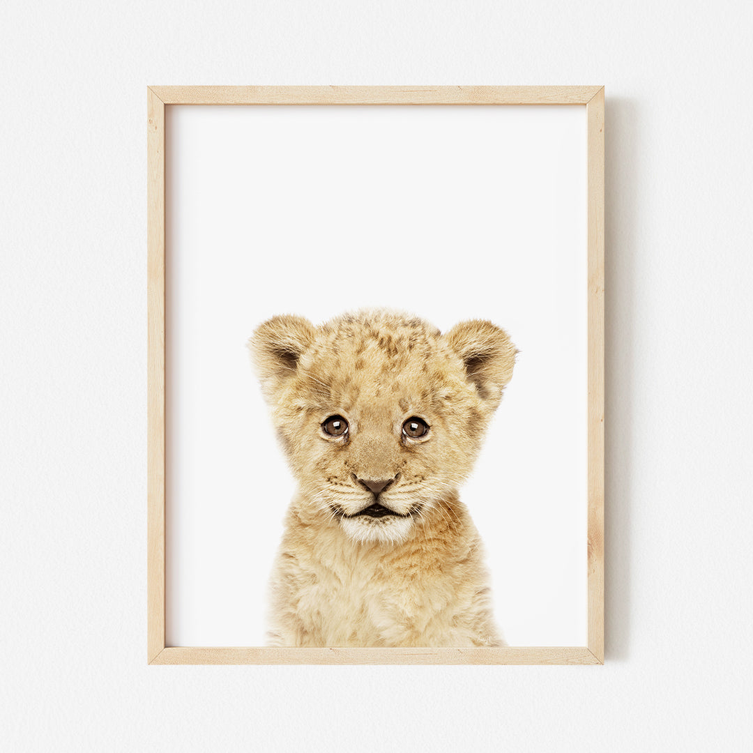 a framed photograph of a baby lion cub