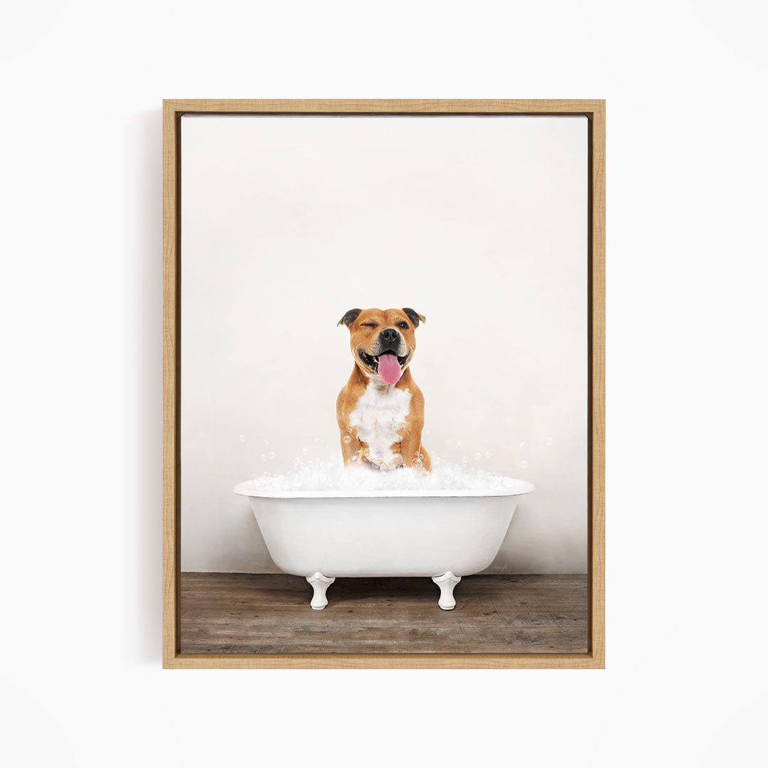 A brown and white dog sitting in a white bathtub filled with water, with its tongue hanging out, appearing to enjoy the bath.
