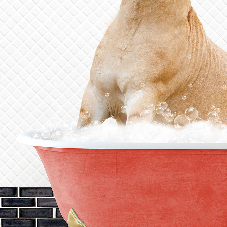 a dog sitting in a bathtub full of bubbles