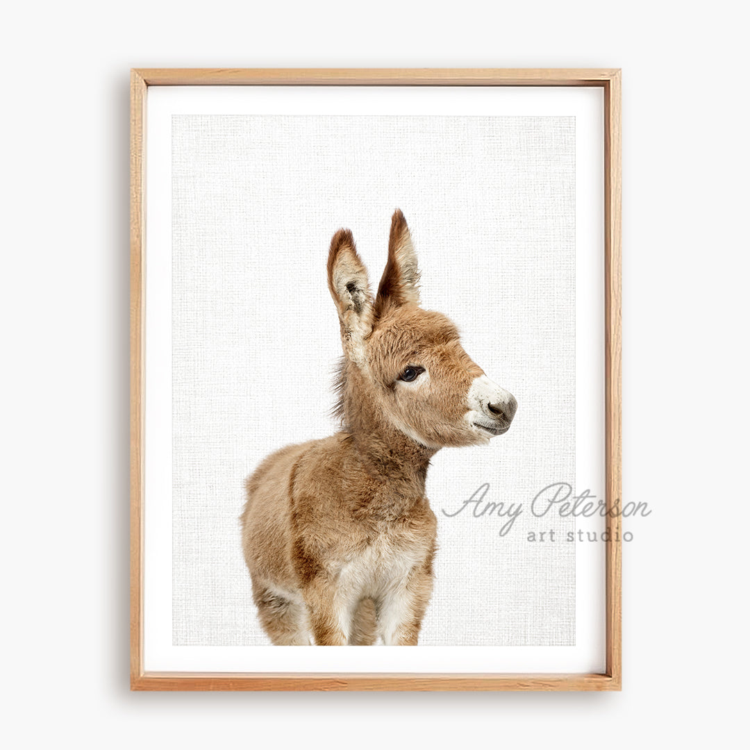 a brown and white baby donkey standing in front of a white background