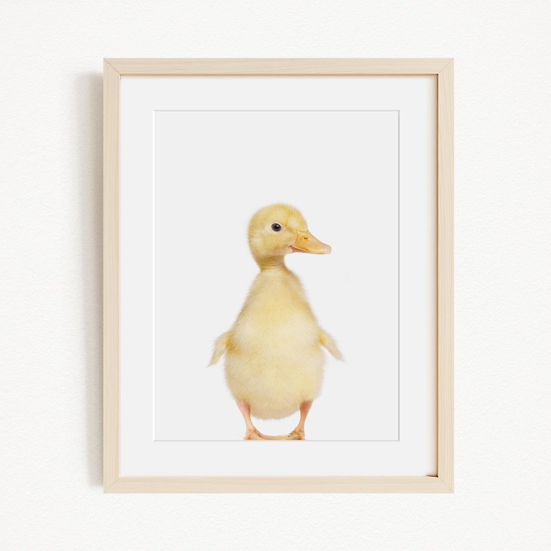 A small yellow duck standing upright in a white frame.