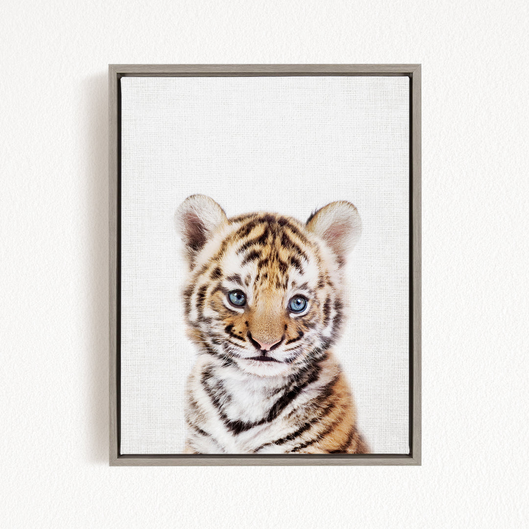 A young tiger cub with striking blue eyes gazes directly at the camera.