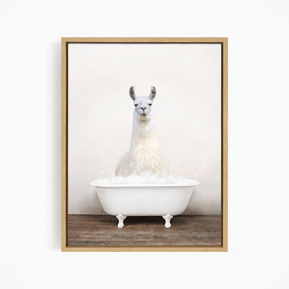 A white llama sitting in a white bathtub filled with bubbles.