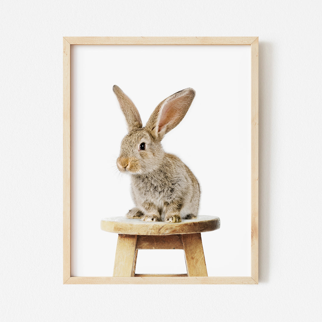 a picture of a rabbit sitting on a stool