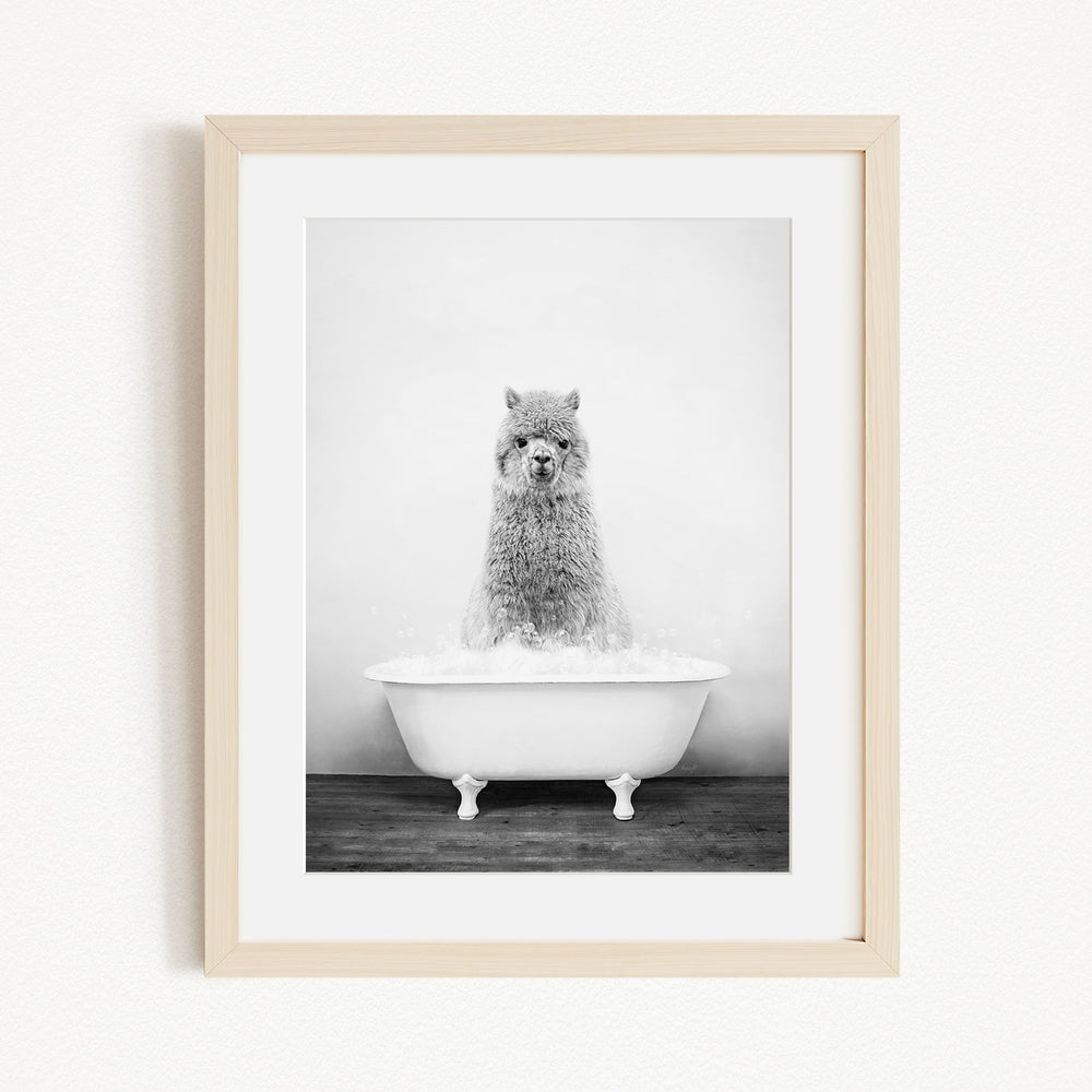 A fluffy gray llama sitting in a white bathtub filled with bubbles, creating a whimsical and playful scene.