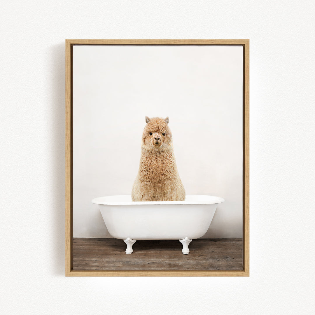A fluffy brown llama is sitting in a white bathtub, looking directly at the camera.