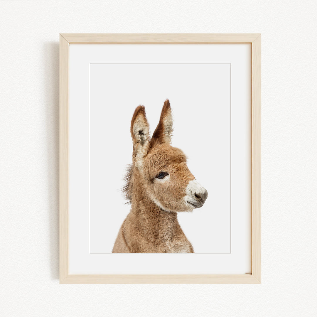 A framed image of a donkey's head, with its distinctive features such as large ears and a small nose clearly visible.