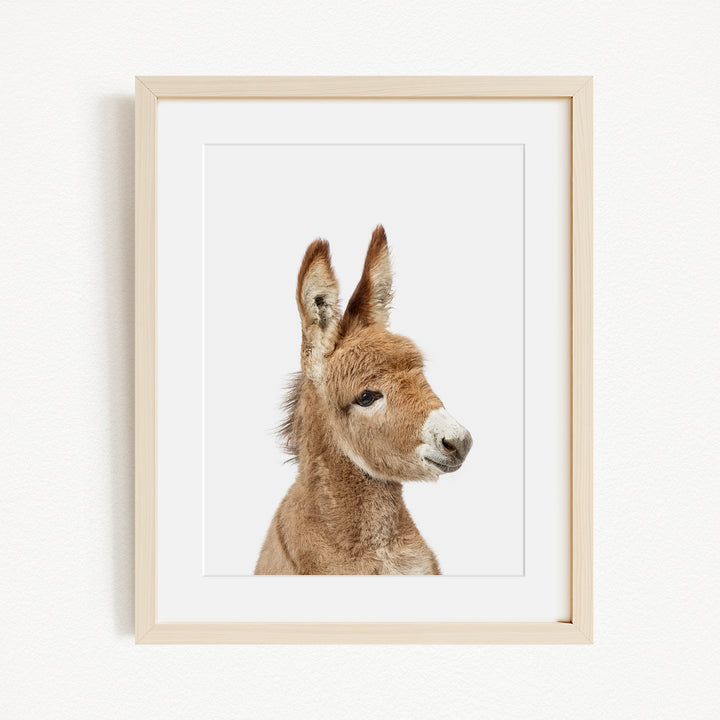 A framed image of a donkey's head, with its distinctive features such as large ears and a small nose clearly visible.