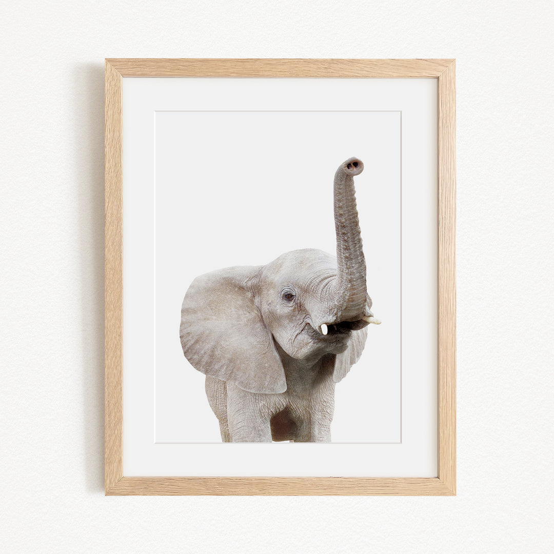 A framed photograph of a young elephant with its trunk raised, standing against a plain white background.