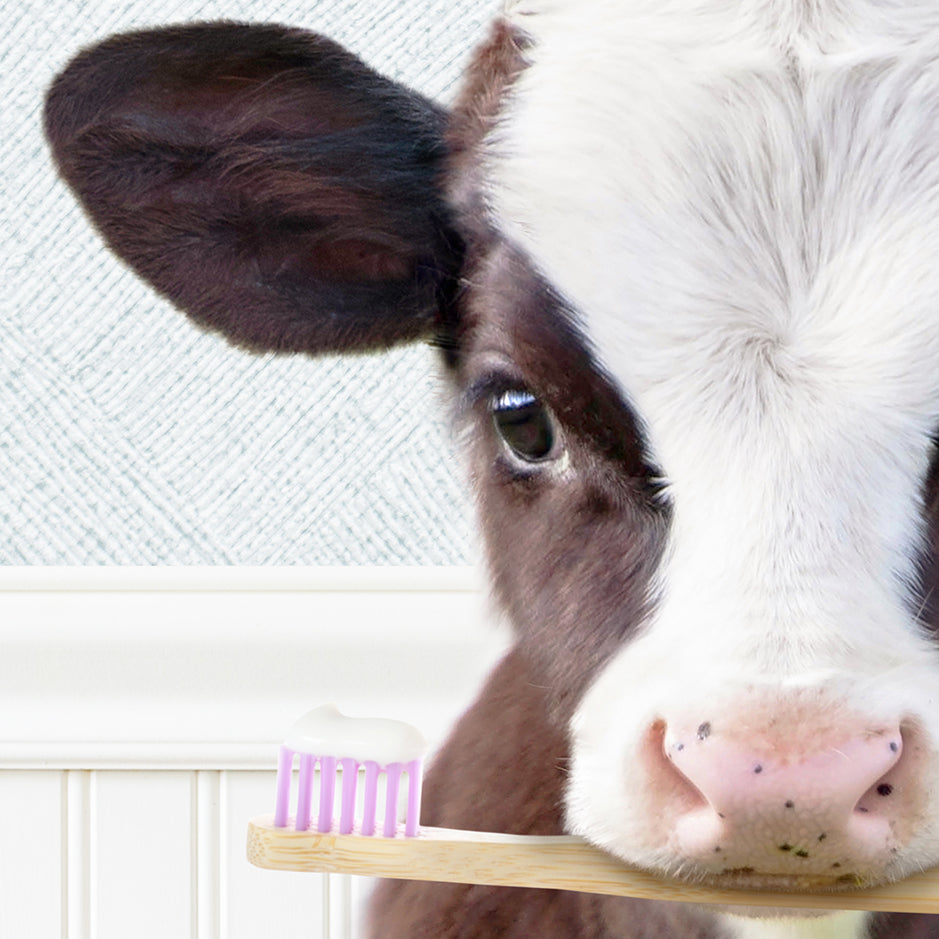 Baby Cow "Brush yer teeth" - Bathroom Cottage Blue