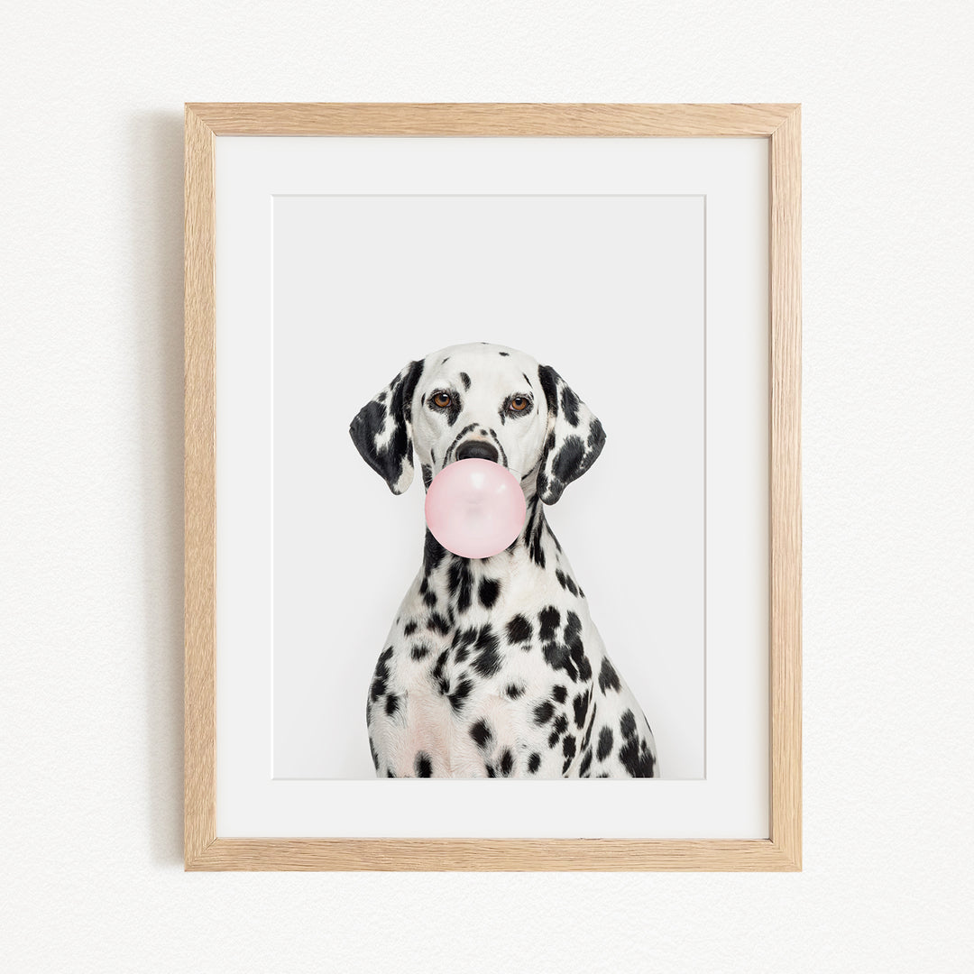 A Dalmatian dog is sitting on a white background and blowing a bubble with a pink bubble gum bubble.