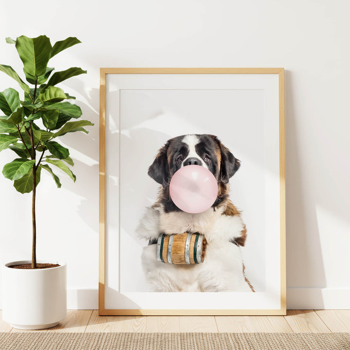 A framed photograph of a Saint Bernard dog blowing a bubble with a pink bubble gum bubble.