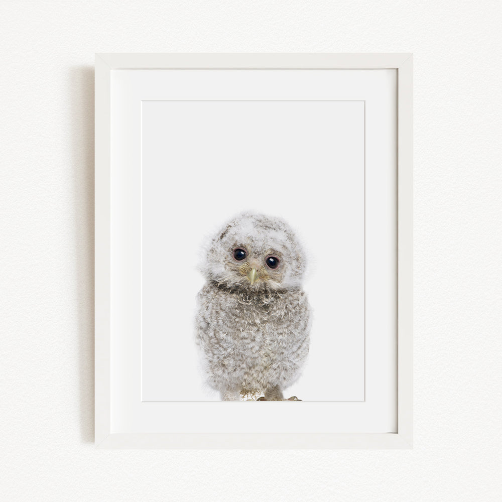 A white owl with large eyes and a fluffy, gray body is the main subject of the framed image.
