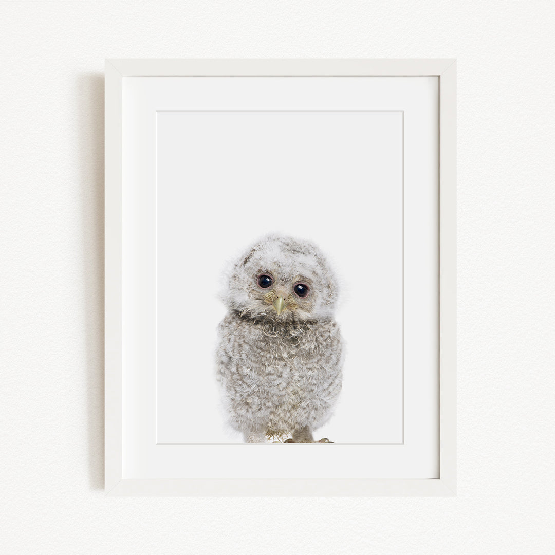A white owl with large eyes and a fluffy, gray body is the main subject of the framed image.