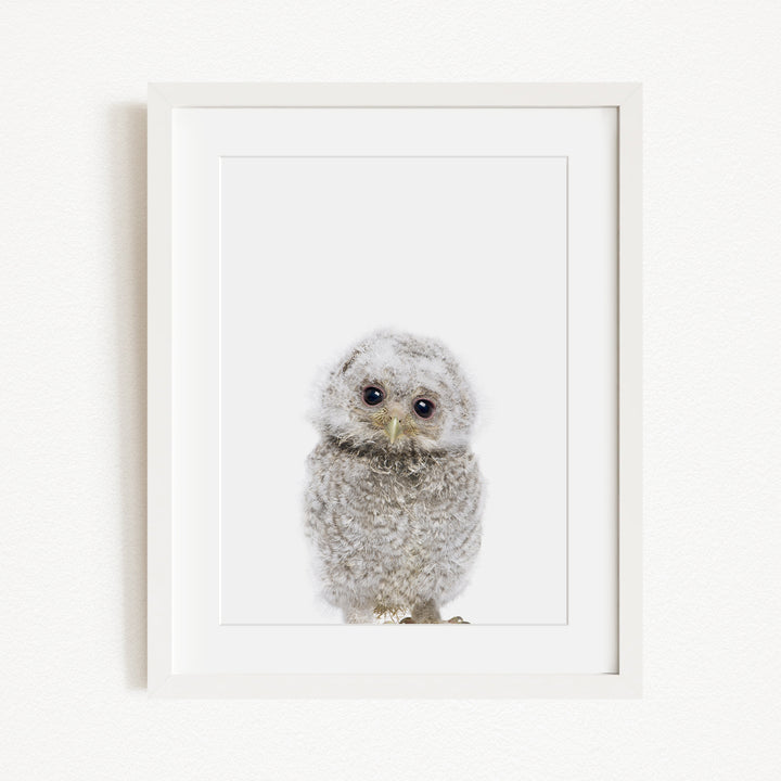 A white owl with large eyes and a fluffy, gray body is the main subject of the framed image.