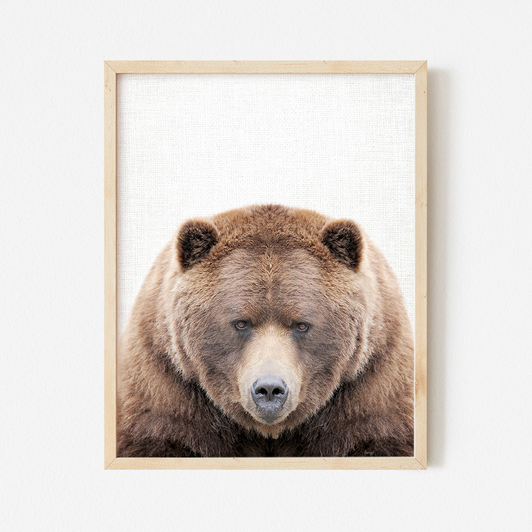 a picture of a brown bear with a white background