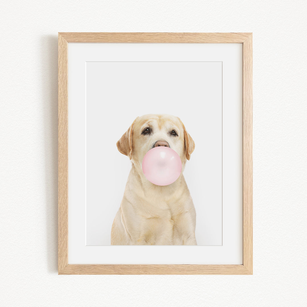 A light brown dog is sitting on a white background and blowing a pink bubble with its mouth.