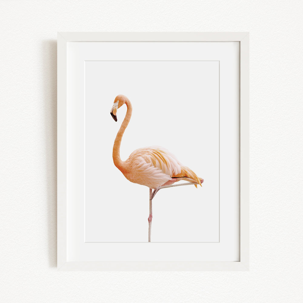 A framed image of a flamingo standing on one leg against a white background.