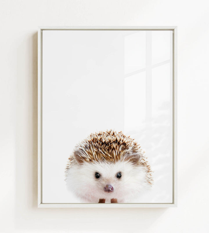 A cute hedgehog peeking out from behind a white background.