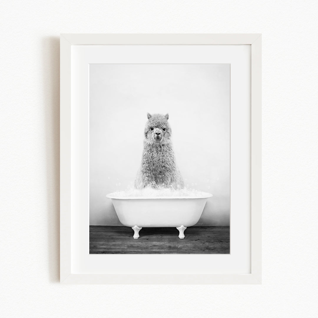A fluffy gray llama sitting in a white bathtub filled with bubbles, creating a whimsical and playful scene.