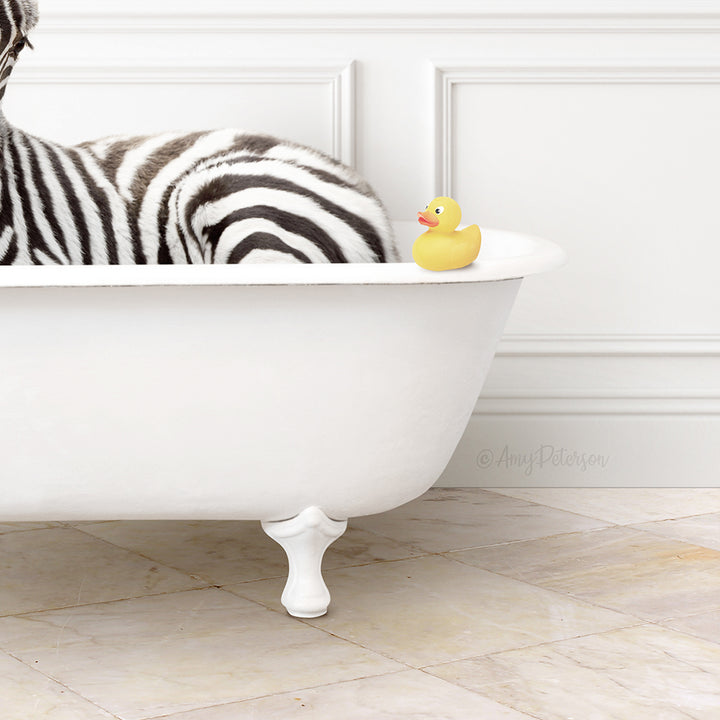 A zebra lying in a white bathtub with a yellow rubber duck sitting on the edge of the tub.