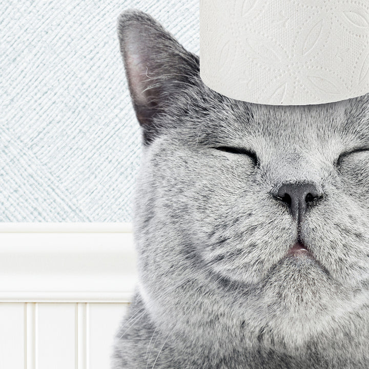 a cat with a toilet paper on its head