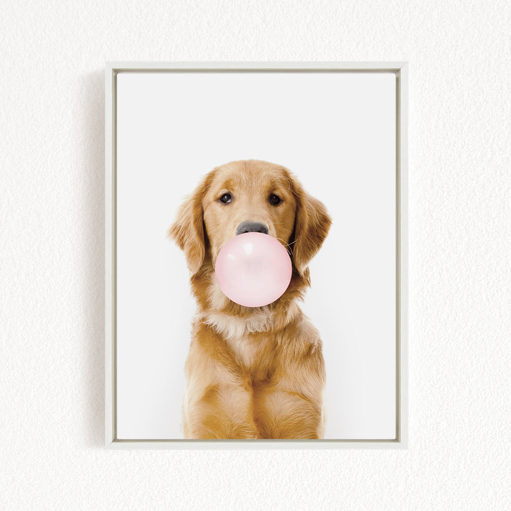 A golden retriever dog is sitting on a white wall, holding a pink bubble gum bubble in its mouth.