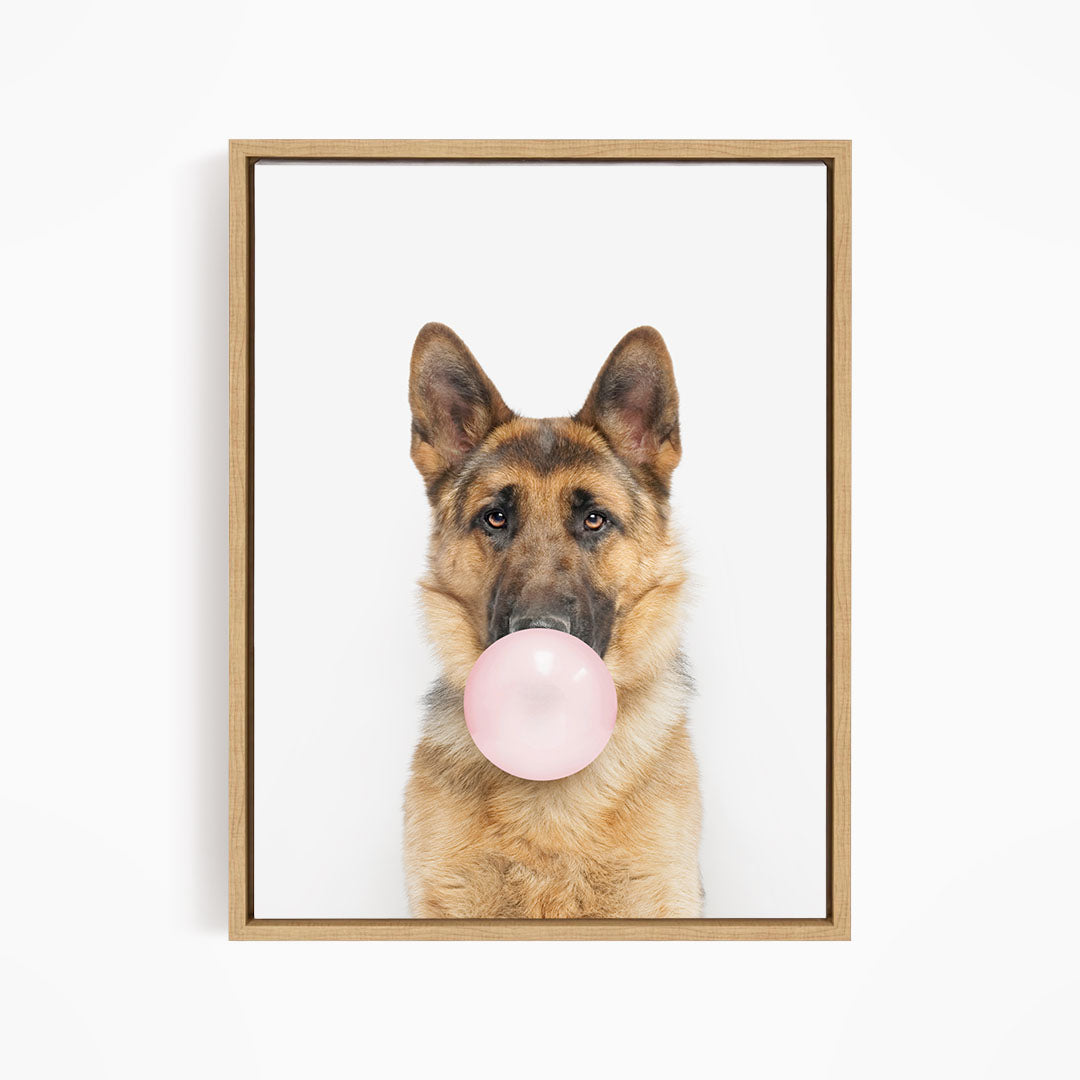 A German Shepherd dog is blowing a pink bubble gum bubble with its mouth.