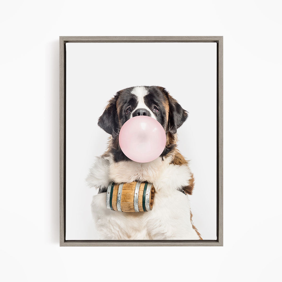 A Saint Bernard dog is sitting on a white surface, blowing a bubble with a pink bubble gum bubble.