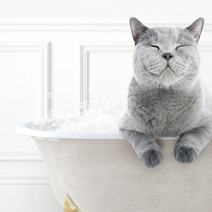 a gray cat sitting in a bathtub with ice in it