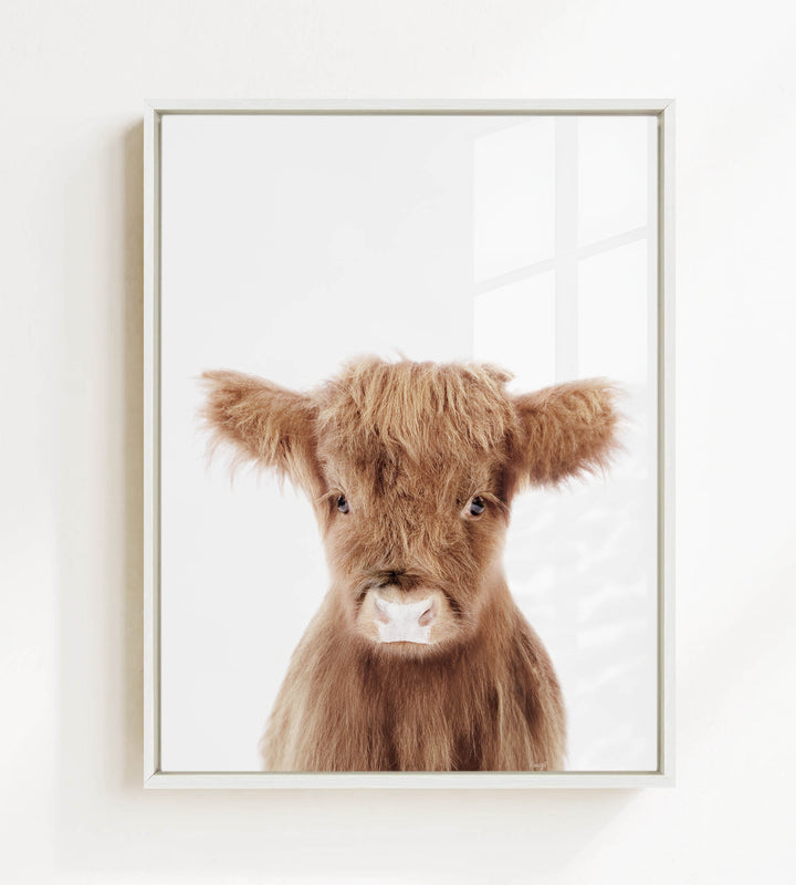 A close-up portrait of a brown cow with shaggy fur and large, expressive eyes, set against a plain white background.