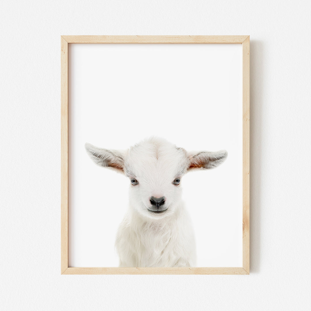 a picture of a baby goat in a wooden frame