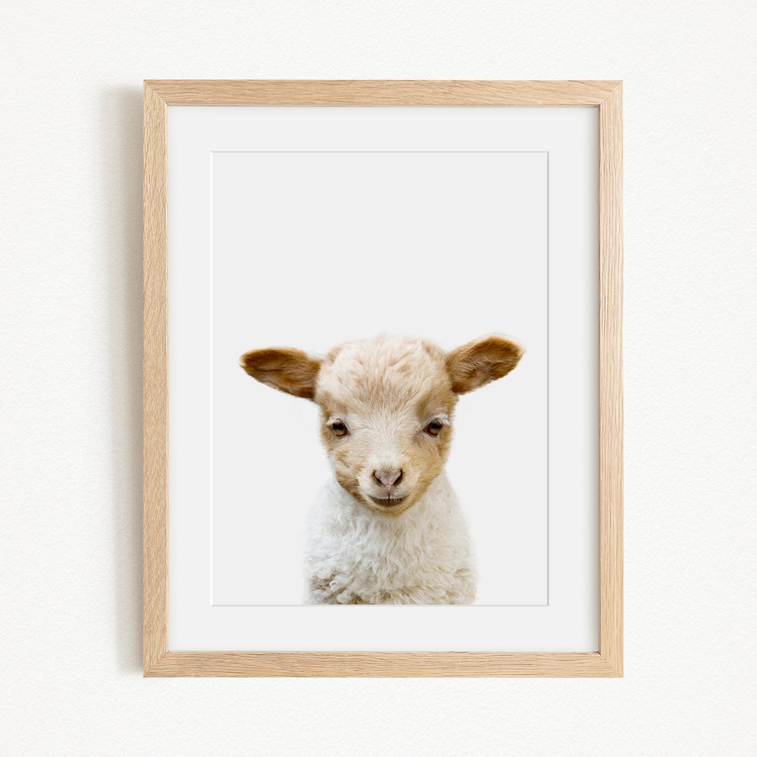 A framed image of a cute lamb with a white coat and brown ears, looking directly at the camera with a friendly expression.