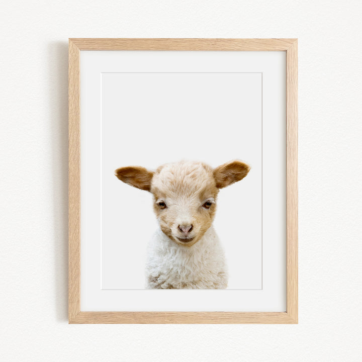 A framed image of a cute lamb with a white coat and brown ears, looking directly at the camera with a friendly expression.