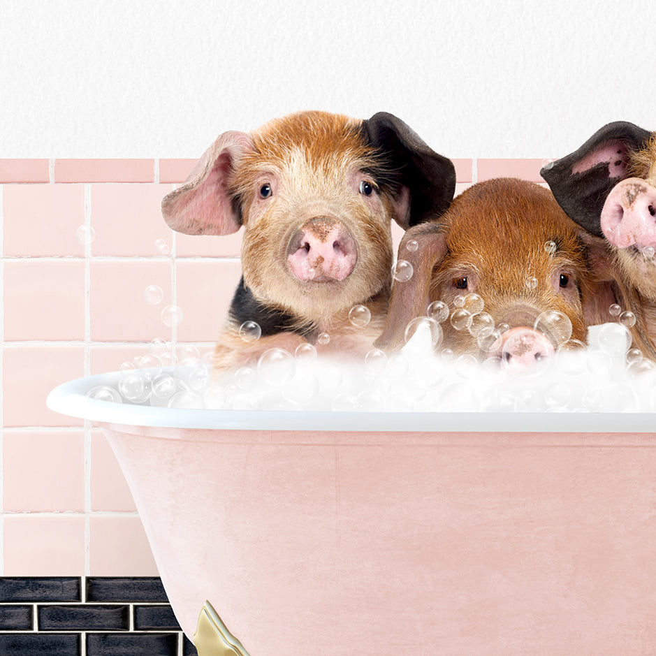 three pigs in a bathtub with bubbles