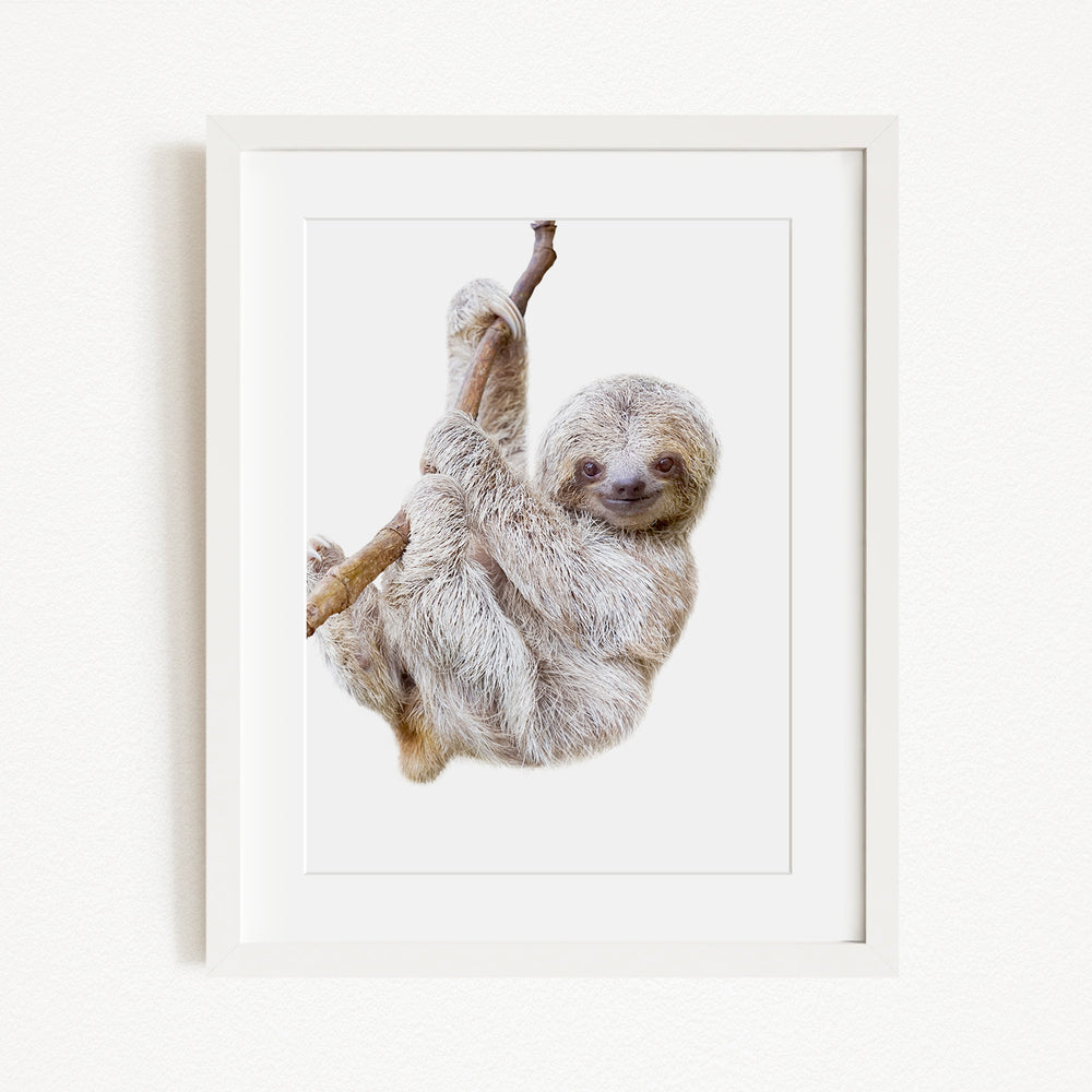 A sloth hanging from a branch in a white frame.