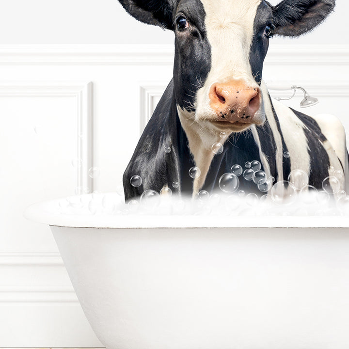 a black and white cow sitting in a bathtub