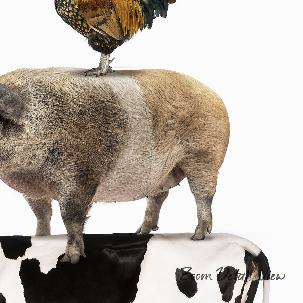 A rooster stands on the back of a pig, with a cow in the background.