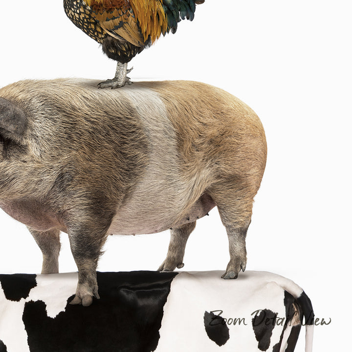 A rooster stands on the back of a pig, with a cow in the background.