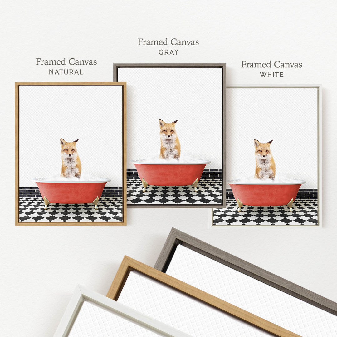 a framed picture of a fox sitting in a red bathtub, with three different colored frames labeled " Framed Canvas", " Framed Canvas Gray", and " Framed Canvas White".