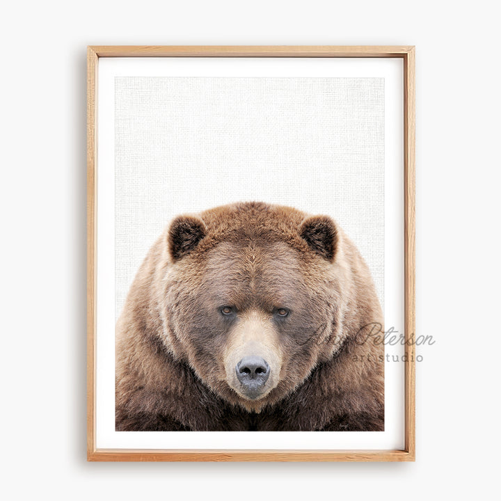 a picture of a brown bear with a white background