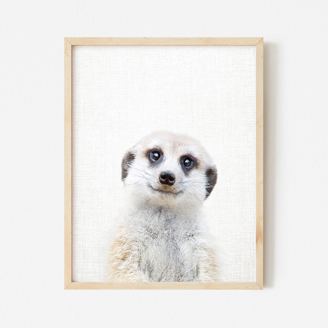 a picture of a meerkat with blue eyes