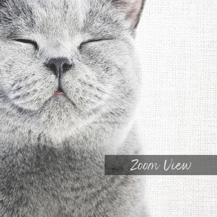 A close-up of a gray cat's face, with its eyes closed and a contented expression, against a plain white background.