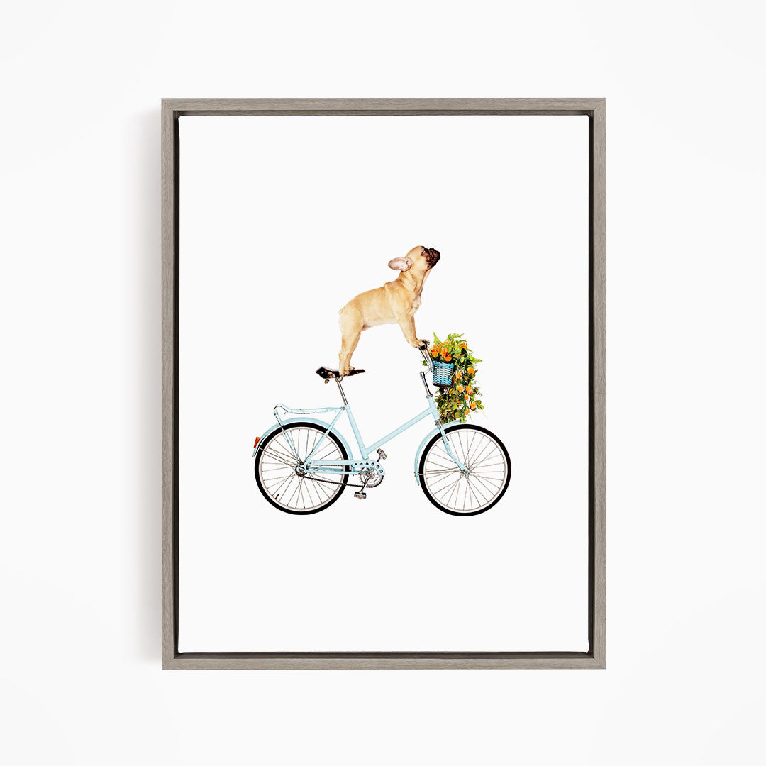 A French Bulldog is riding a blue bicycle with a basket of flowers on it.