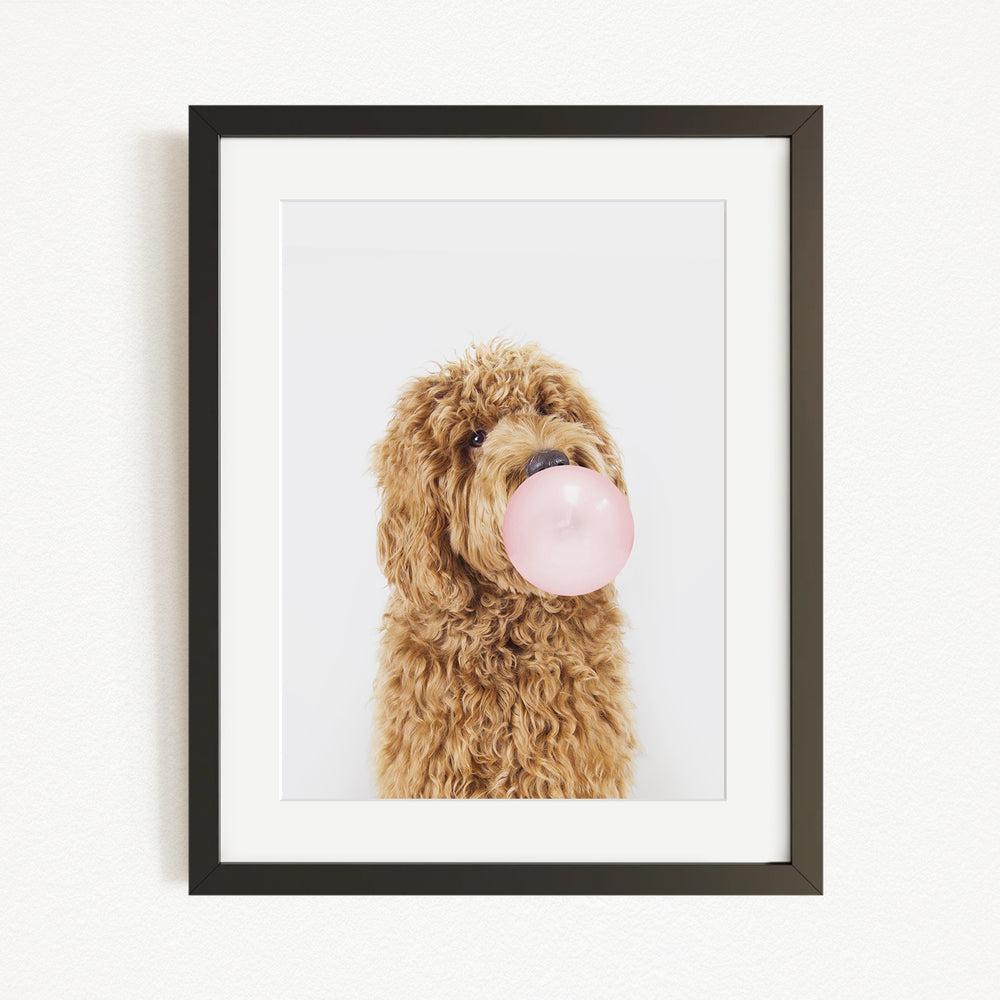 A brown dog with curly fur is blowing a bubble with a pink bubble gum bubble.