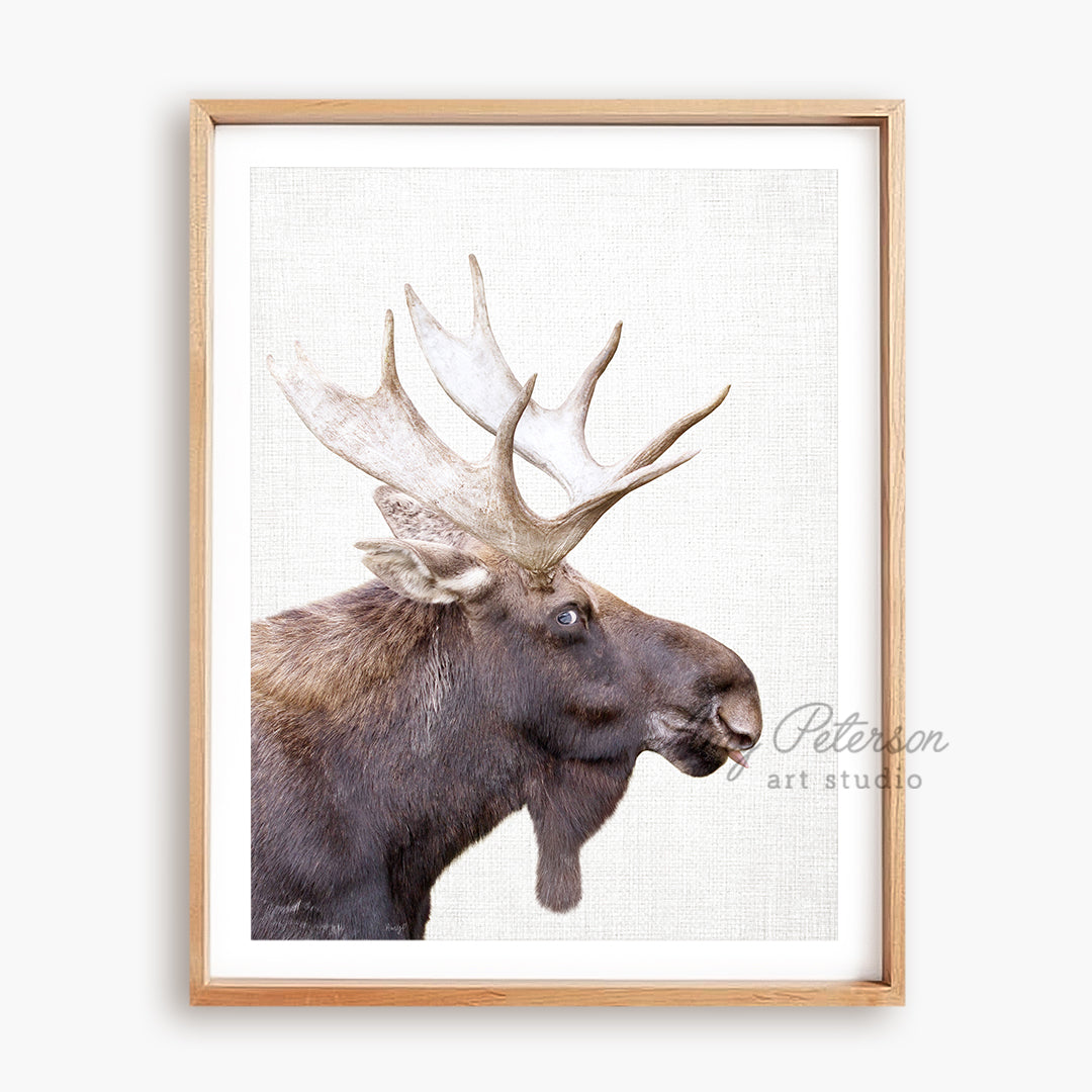 a picture of a moose with a big antlers on it's head