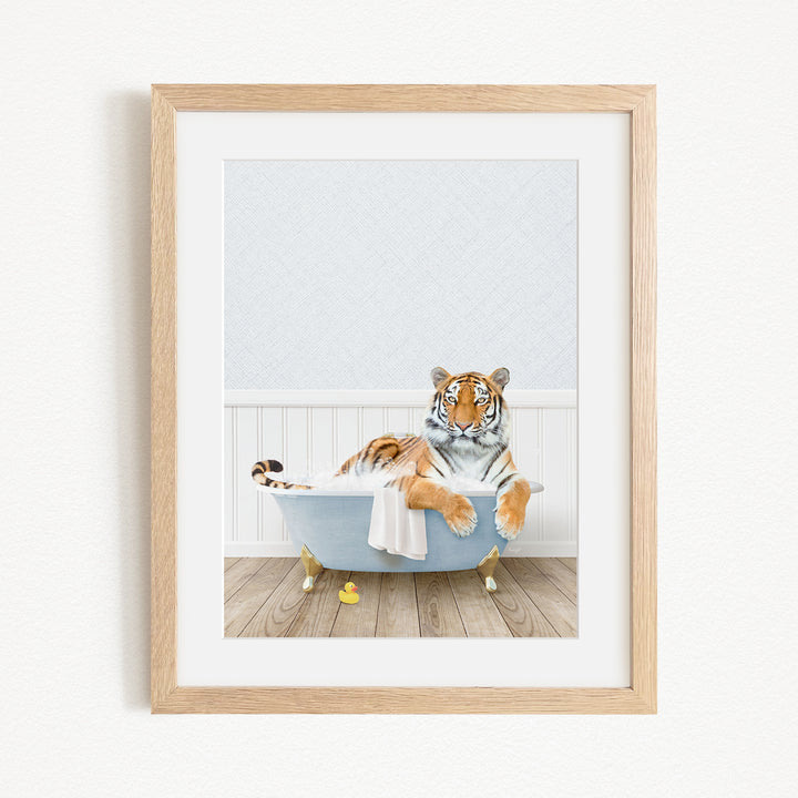 A tiger is sitting in a blue bathtub, surrounded by a white wall and wooden floor.